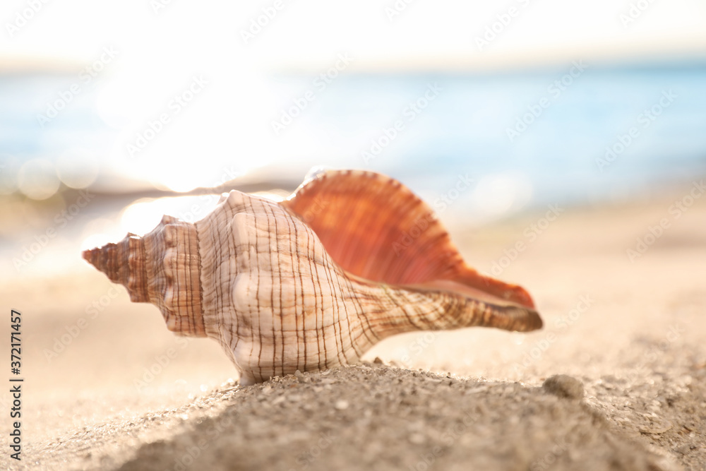 Beautiful exotic sea shell on sandy beach Beautiful exotic sea shell on sandy beach