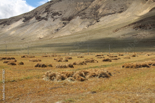 Highland barley field during autumn in Tibet, China
