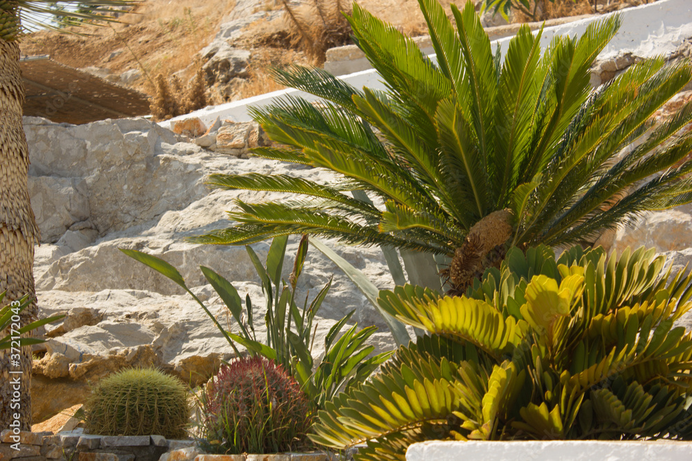 Obraz premium Vegetation in Greece. Plants, cacti. Rhodes island. Summer vacation. Euro-trip.