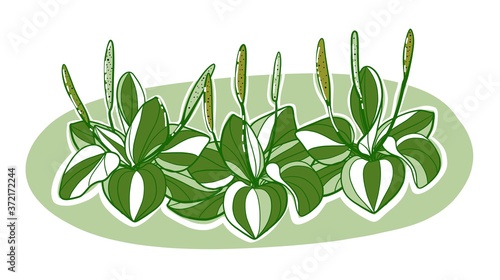 Illustration. A plant of plantain collected in the vignette, the color on the isolated background vector.