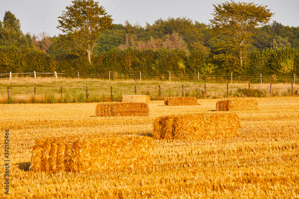 Fototapeta premium strohballen