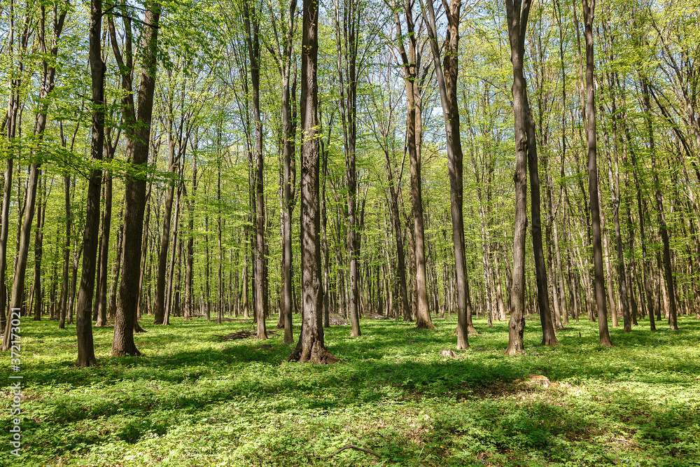 Spring green forest in the a sunlight Spring green forest in the a sunlight