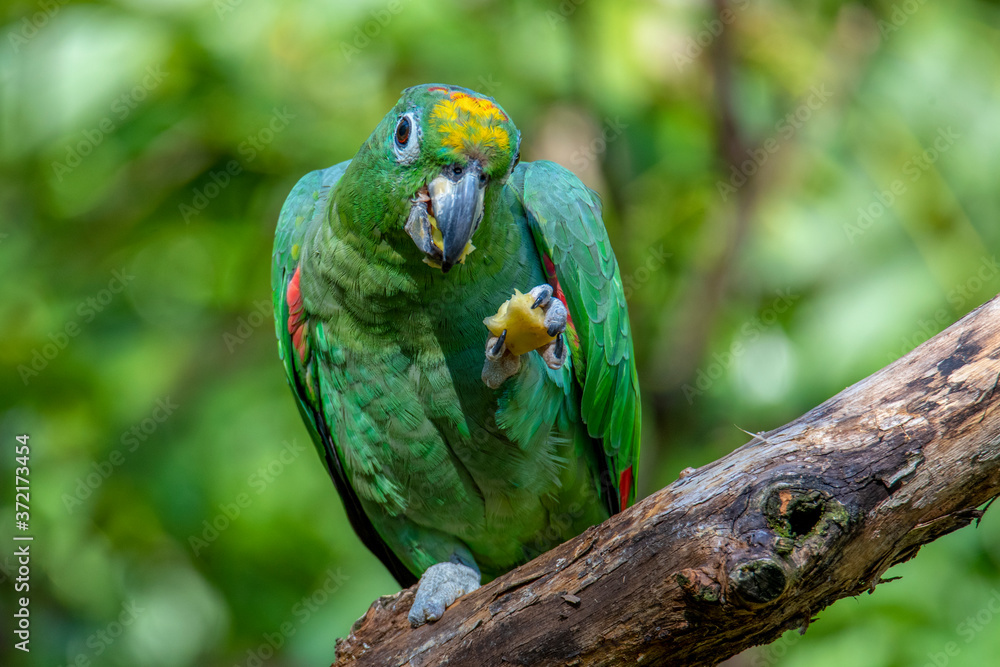 Obraz premium Orange-Winged Parrot, Amazona amazonica