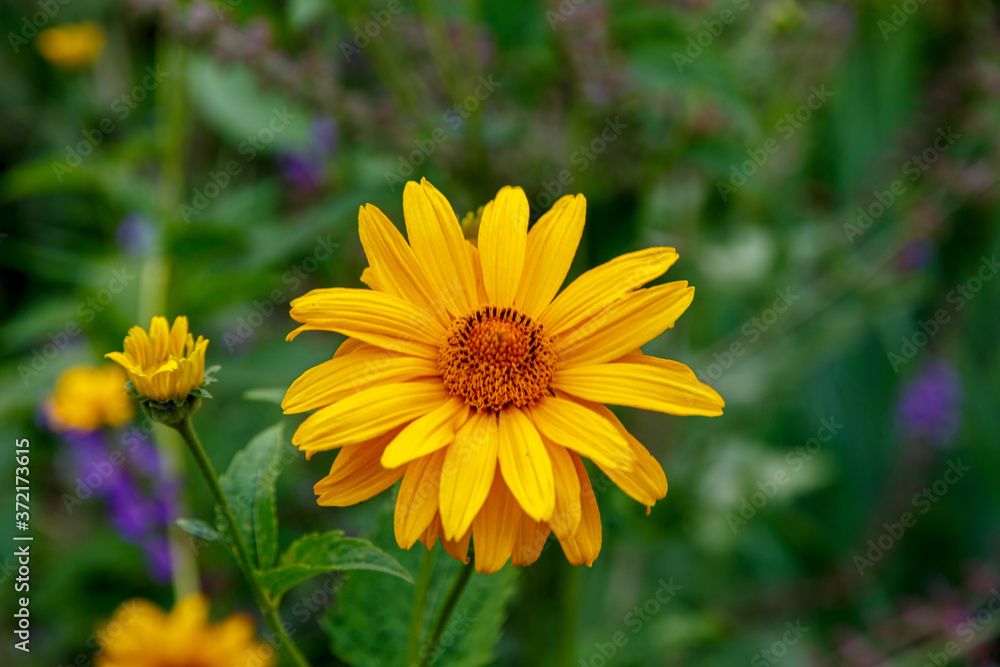 Blooming flower in the garden Blooming flower in the garden