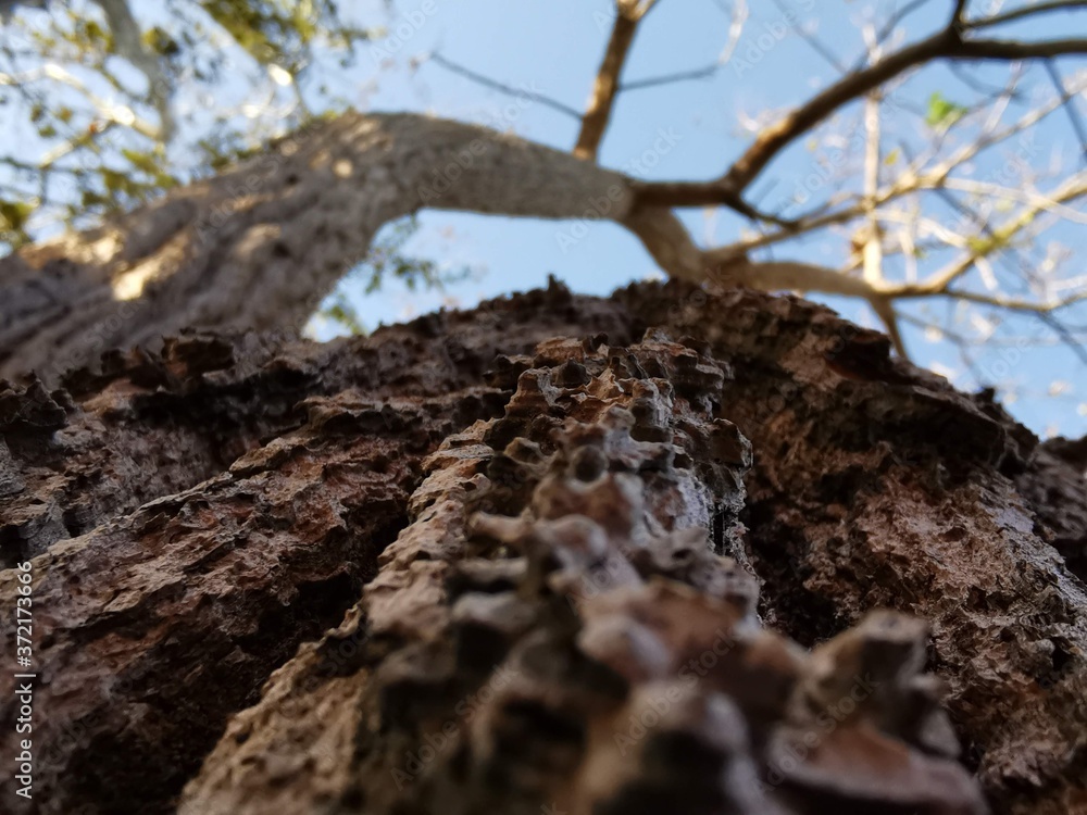 tree trunk tree trunk