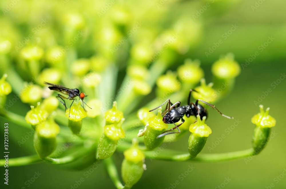 Various insects feed on plant pollen.