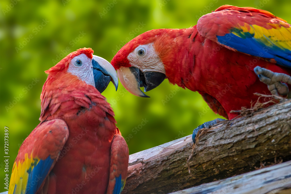 Parrots: scarlet macaw (Ara macao) 