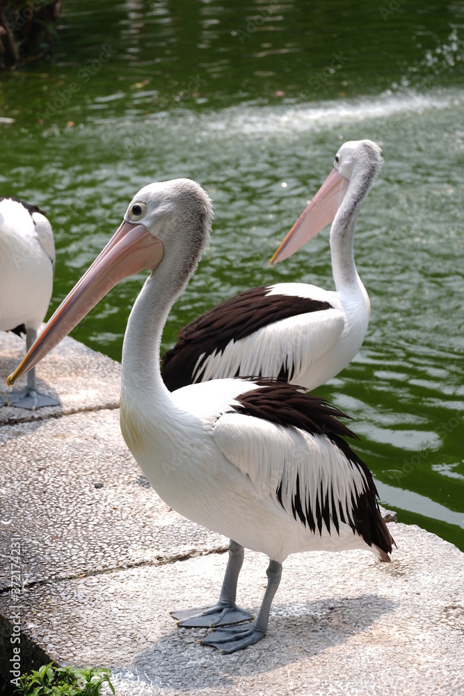 Large white pelicans are animals that live in groups in swamps or shallow lakes, have long beaks