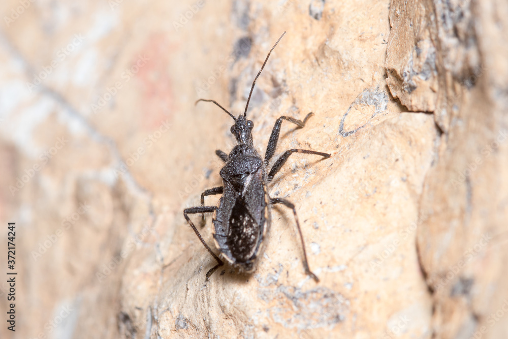 Assasin bug, Coranus niger, walking on a rock looking for preys