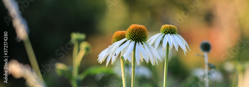 Weißer Scheinsonnenhut / Echinacea als Banner photo