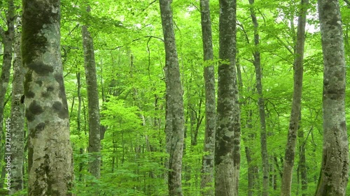 白神山地岳岱のブナ林の景観