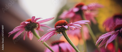 Purpurfarbener Echinacea als Banner