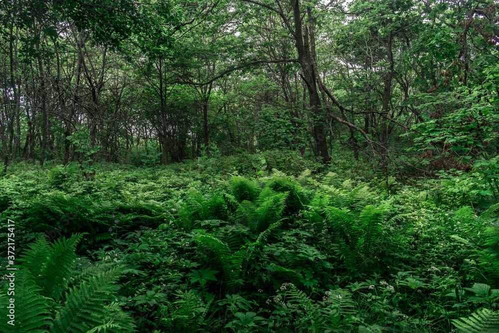 Green forest with trees and ferns Green forest with trees and ferns