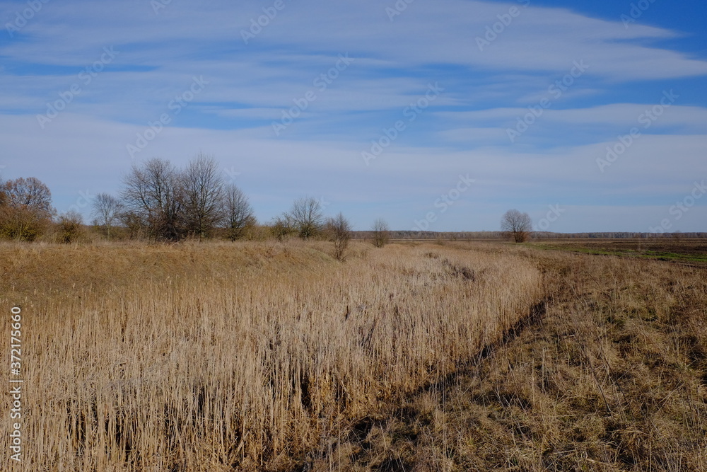 Dried reeds in an abandoned irrigation canal. Country landscape. Dried reeds in an abandoned irrigation canal. Country landscape.