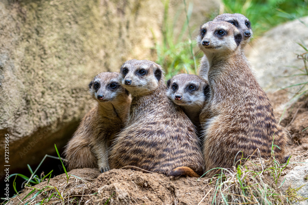 Fototapeta premium Portrait of Meerkat Suricata suricatta, African native animal, small carnivore.