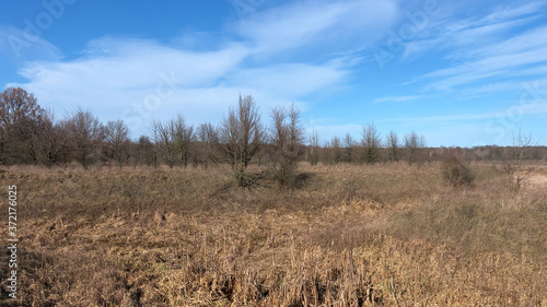 Small leafless trees on a sunny spring day. Dried reeds. White clouds in the blue sky. Landscape.