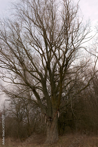 A beautiful leafless tree on a spring evening. Branches of a tree against the sky. Landscape. Twilight time.