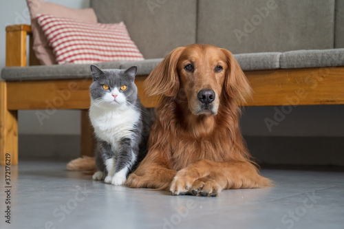 Golden Retriever and British Shorthair