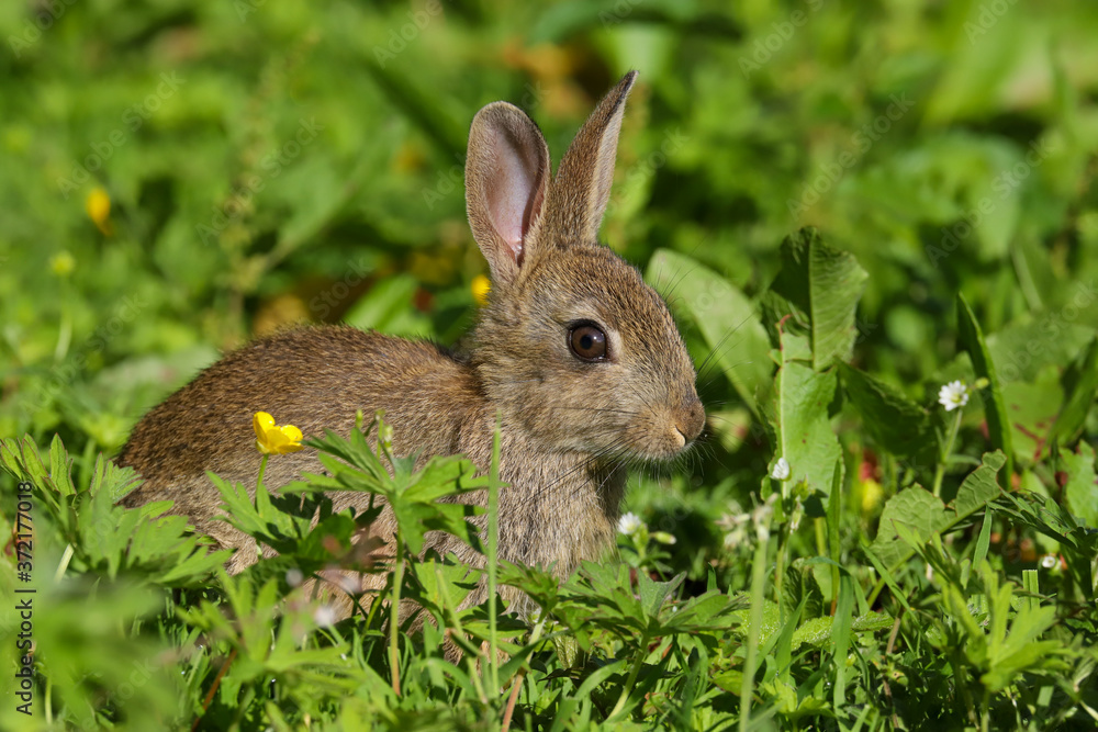Wild Rabbit (Oryctolagus cuniculus) sitting in a field. Wild Rabbit (Oryctolagus cuniculus) sitting in a field.