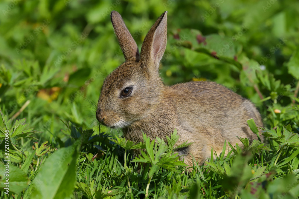 Wild Rabbit (Oryctolagus cuniculus) sitting in a field. Wild Rabbit (Oryctolagus cuniculus) sitting in a field.
