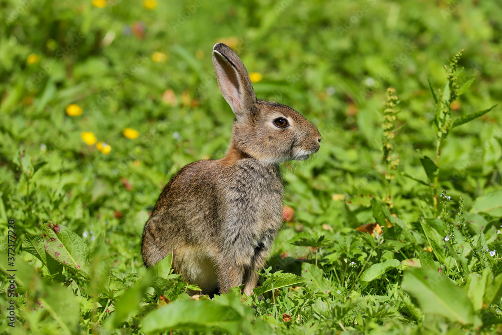 Wild Rabbit (Oryctolagus cuniculus) sitting in a field. Wild Rabbit (Oryctolagus cuniculus) sitting in a field.