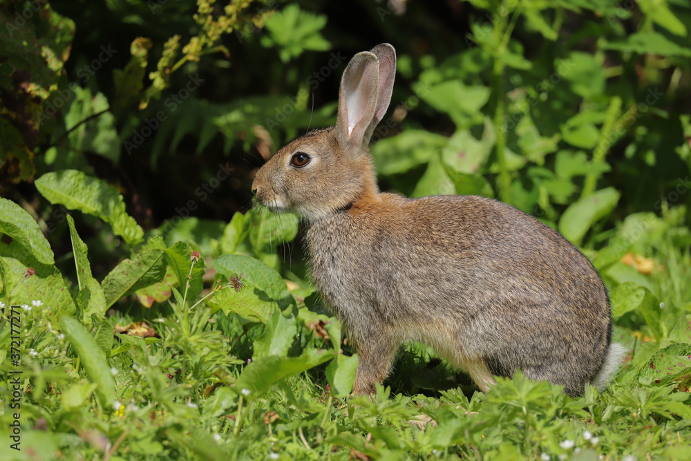 Fototapeta premium Wild Rabbit (Oryctolagus cuniculus) sitting in a field.