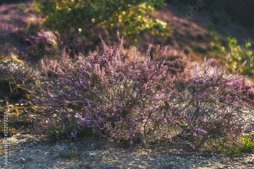 Heather shrub in the light of the setting sun photo