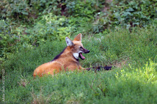 The maned wolf (Chrysocyon brachyurus) lying in thick grass with its mouth open. The largest South American canine beast in the green.