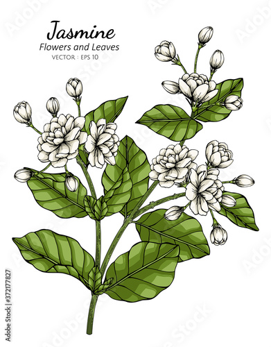 Hand drawn jasmine flower illustration with line art.