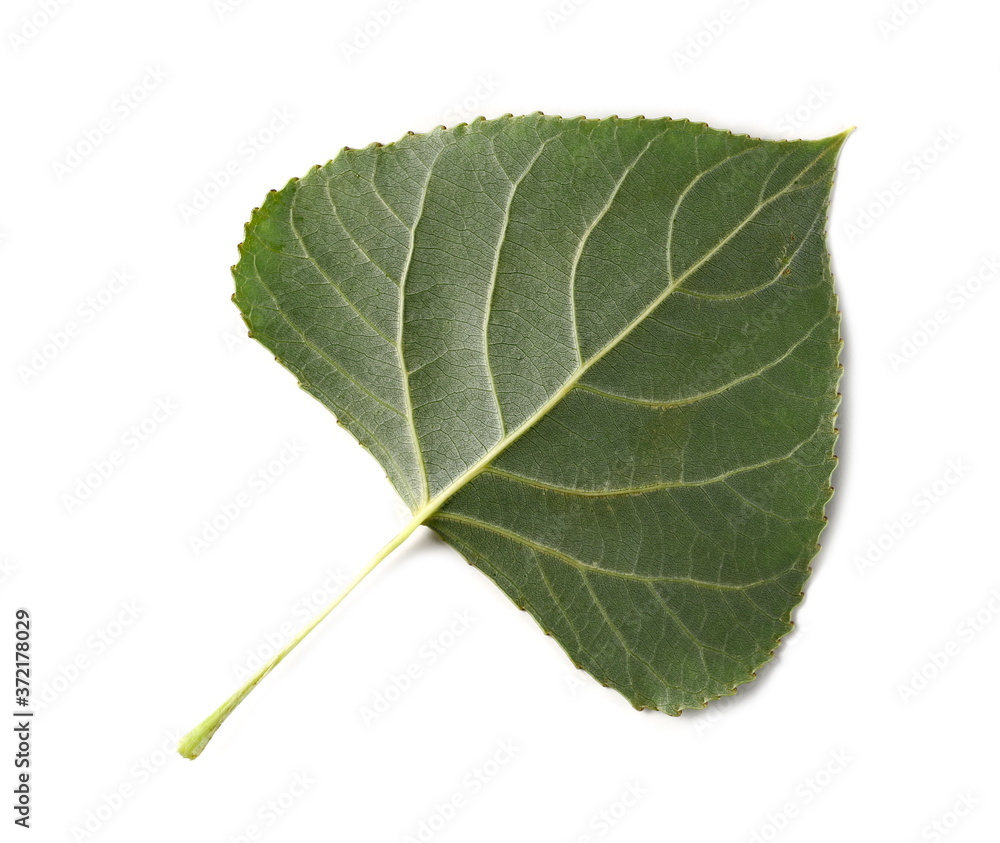 Green poplar tree leaf with stalk isolated on white background, top view Green poplar tree leaf with stalk isolated on white background, top view