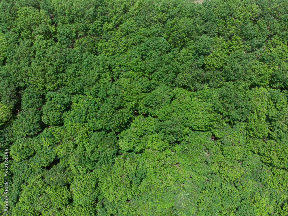 Treetops in a tropical forest that is blown by the wind In the summer Before entering the rainy season