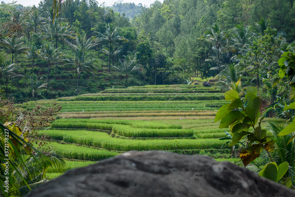 Indonesian rice field stock photo
