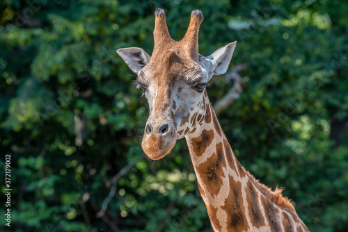 Closeup view of giraffe face 
