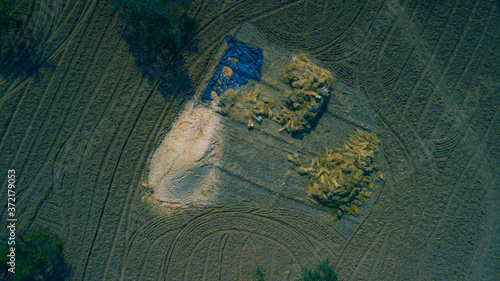 Photography Aerial view of wheat field during harvesting time in India