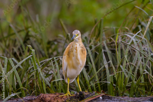 The squacco heron (Ardeola ralloides) in the Danube Delta Biosphere Reserve in Romania photo