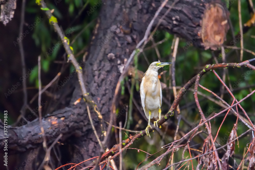 The squacco heron (Ardeola ralloides) in the Danube Delta Biosphere Reserve in Romania The squacco heron (Ardeola ralloides) in the Danube Delta Biosphere Reserve in Romania