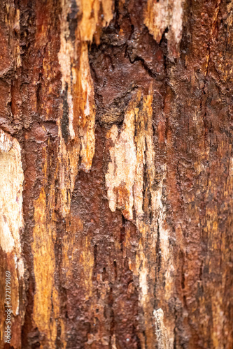 tree trunk, Bark Texture