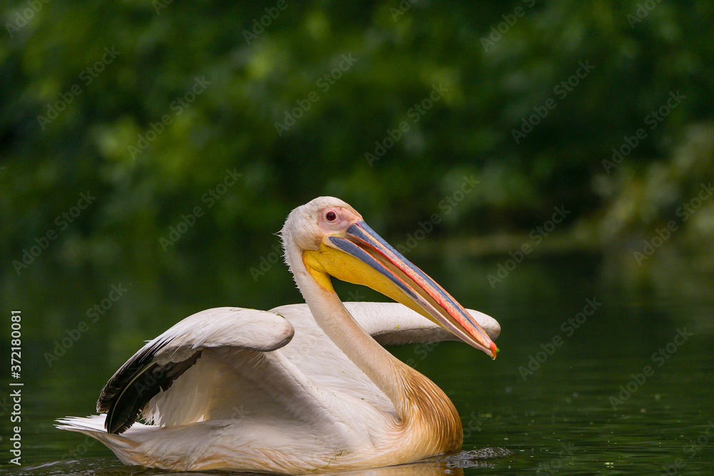 White Pelicans (Pelecanus onocrotalus) swimming in the Danube Delta after rain White Pelicans (Pelecanus onocrotalus) swimming in the Danube Delta after rain