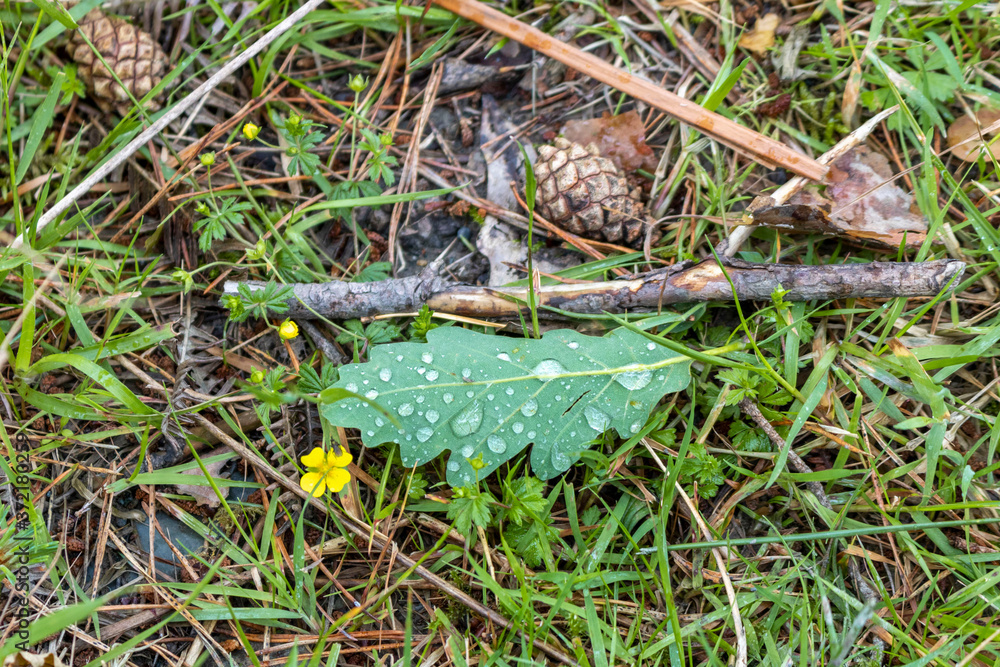 Oak leaf with dew drops on the grass. Oak leaf with dew drops on the grass.