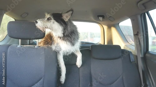 Happy dog in the car