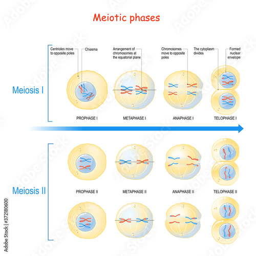 Meiosis. cell division process photo
