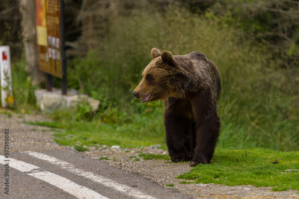 European Brown Bear (Ursus arctos arctos) in natural habitat. Romania