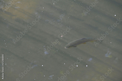 beautiful brown trout on the surface in a river with clear water