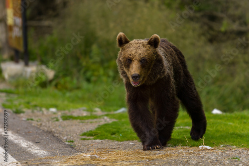Tableau sur toile European Brown Bear (Ursus arctos arctos) in natural habitat