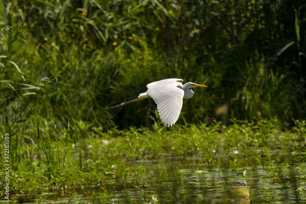 Great Egret (Ardea alba) Common Egret in the Danube Delta, Romania Great Egret (Ardea alba) Common Egret in the Danube Delta, Romania