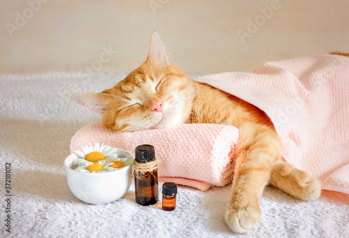 Sleeping cat on a massage towel. Also in the foreground is a bottles of aromatic oil  and chamomile flowers. Concept: massage, aromatherapy, body care.
