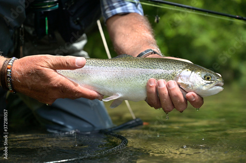 Fototapeta Naklejka Na Ścianę i Meble -  beautiful rainbow trout caught by fly by a sport fisherman