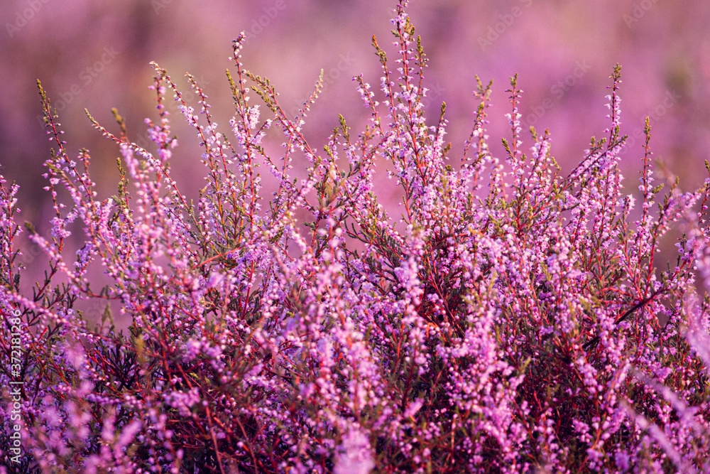 Heide in Posbank im Morgengrauen mit Nebel