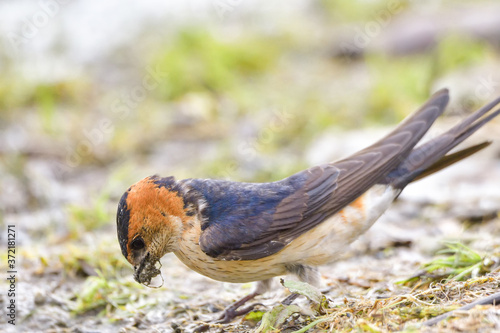 Red Rumped swallow (Cecropis daurica), Hirundo daurica, near a Danub Delta collecting mud for the nest photo