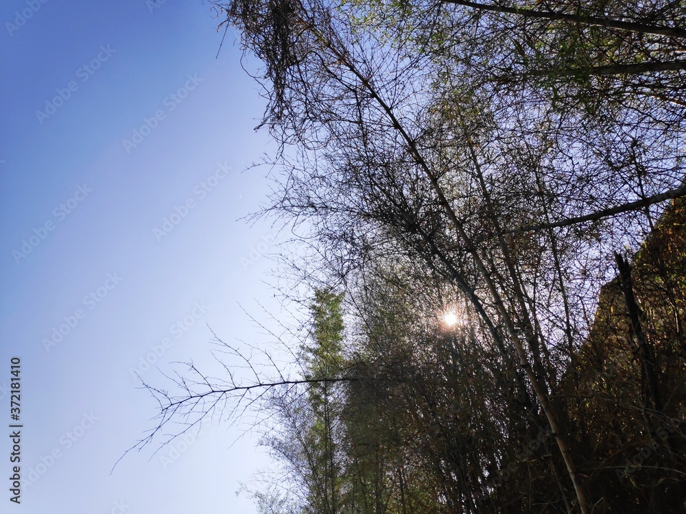 Obraz premium trees in the sky